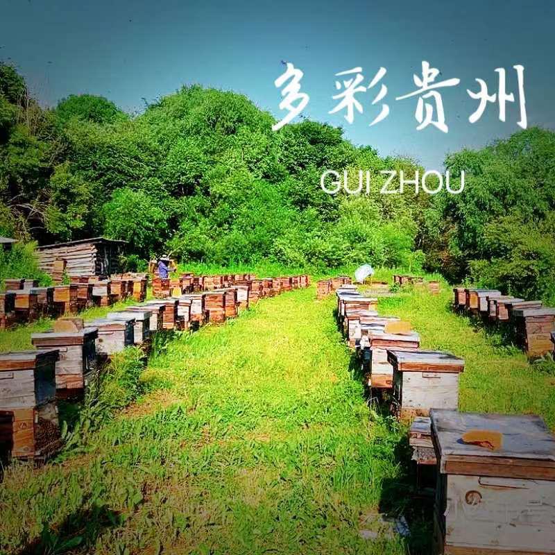 贵蜜传奇——贵州山区传家珍藏，自家蜂场呵护的天然甘露！
